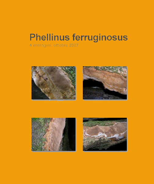 Phellinus punctatus